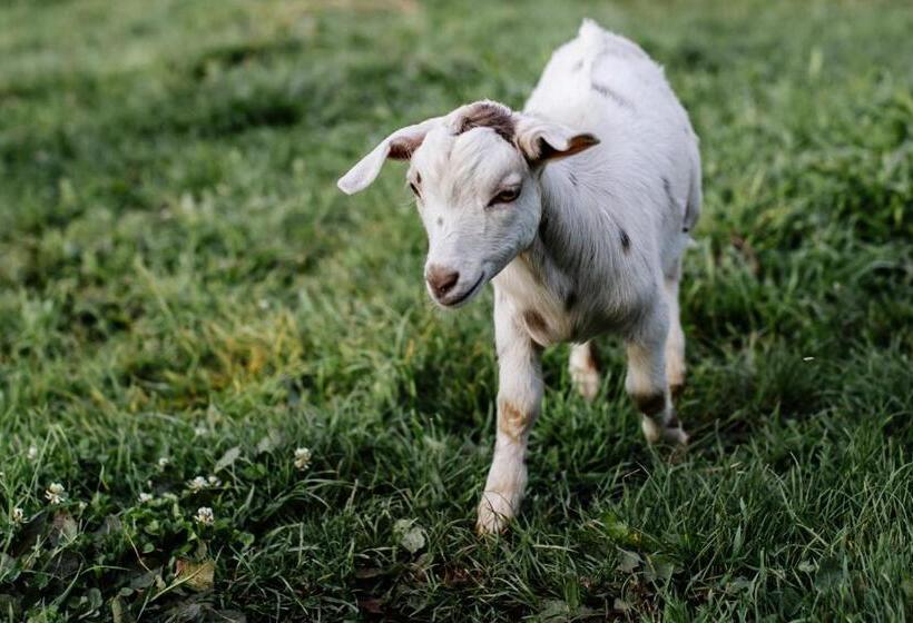 בית מלון כפרי Hideaway Farmlet Romantic Cottage With Miniature Goats