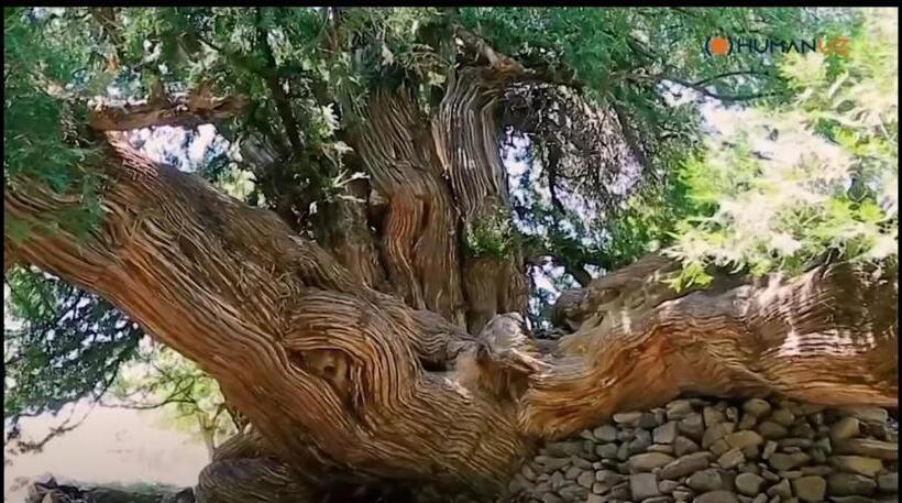 Pensão Damirbek Davronov Guest House