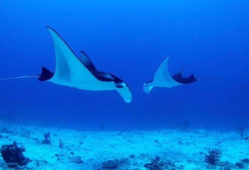 هتل White Sandy Beach Best Manta Snorkeling