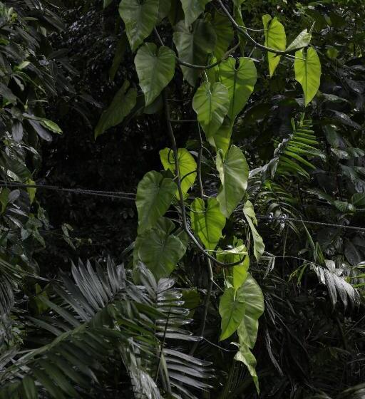Jade Jungle Resort