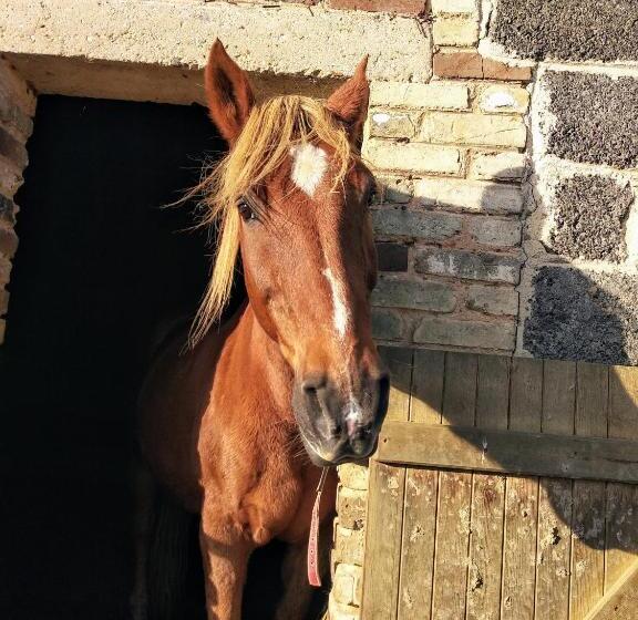 Bed and Breakfast Suite Familiale Mamito Et Papito