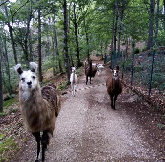 住宿加早餐  Agriturismo Athabaska