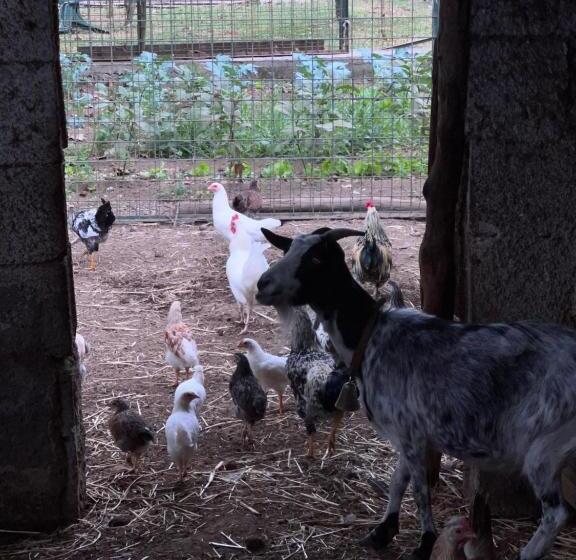 ホテル Azienda Agricola Zootecnica Soriente Di Guglielmo Areh Soriente & C.s.a.s