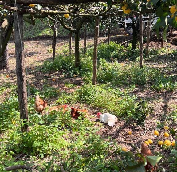 هتل Azienda Agricola Zootecnica Soriente Di Guglielmo Areh Soriente & C.s.a.s