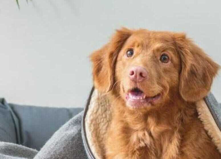 호텔 Travelers Inn