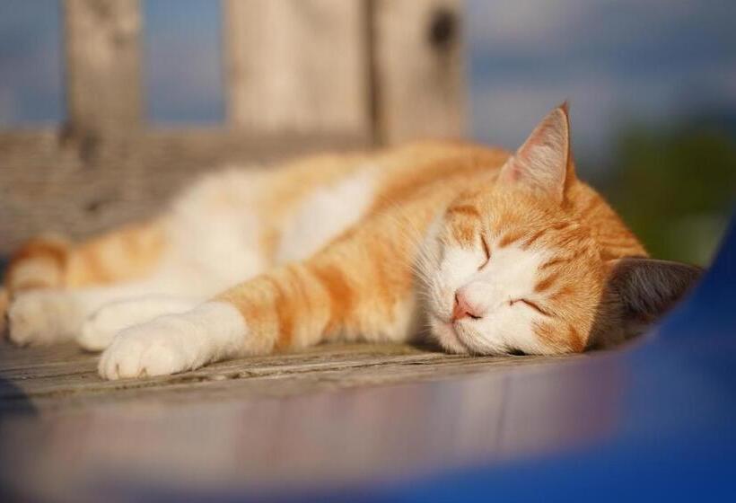 ペンション Brettmaisserhof