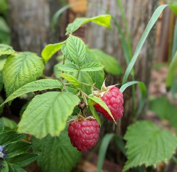 ペンション Brettmaisserhof