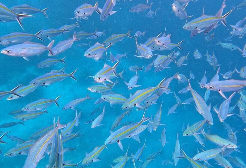 پانسیون Or Mandira Guest House