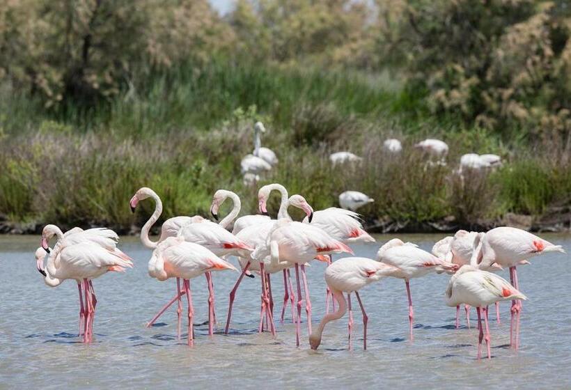 Bed and Breakfast Un Nid En Camargue