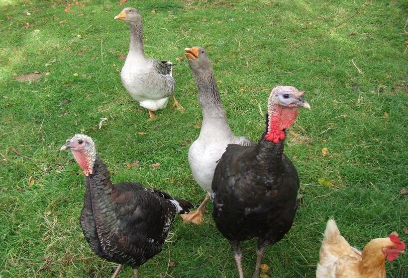 تختخواب و صبحانه Les Pierres De Petreval La Grange