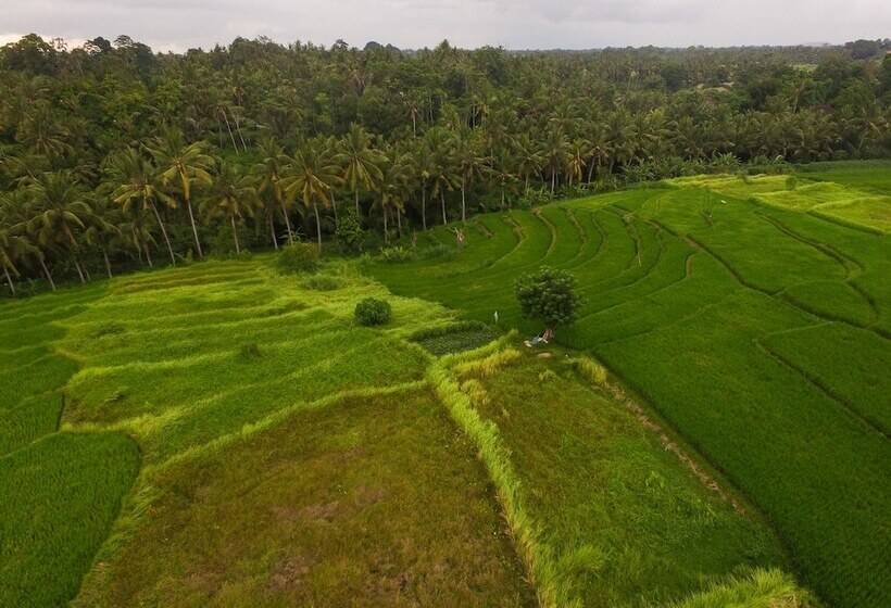 Fotos del hotel Purana Boutique Resort:  8