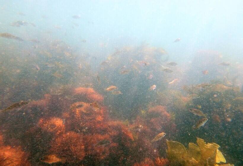 ریوکان Kaigetsu