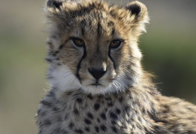 בית מלון כפרי Nambiti Hills Private Game Lodge