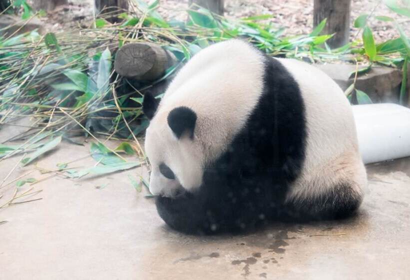 Fotos del hotel Chengdu Marriott  Financial Centre:  2