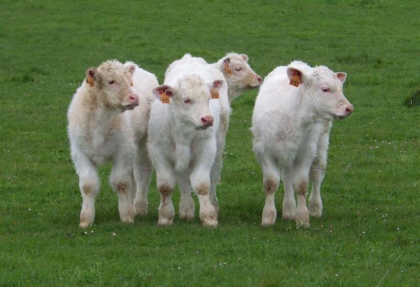 تختخواب و صبحانه A La Haute Bouillere