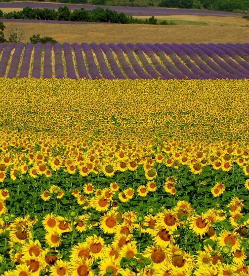 تختخواب و صبحانه Les Terrasses De Valensole