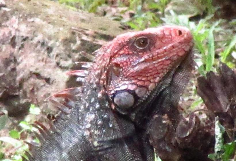 مبيت وإفطار Natura Lodges