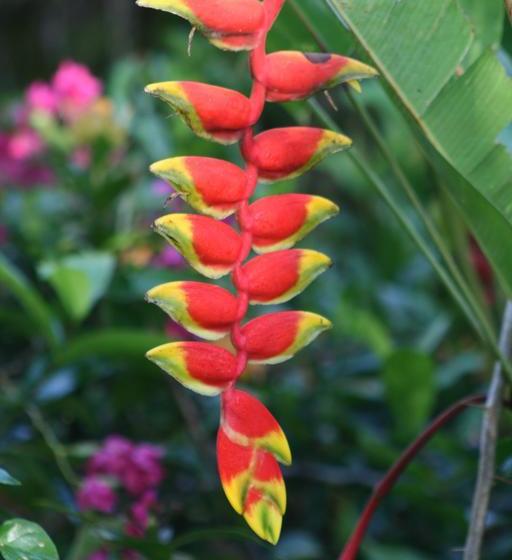 Bed and Breakfast Tree Of Life Cabinas
