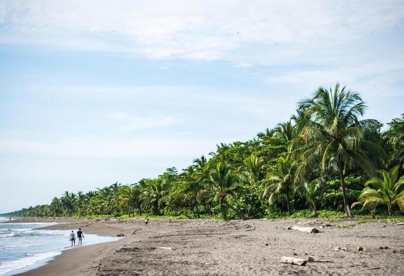 هتل Tortuguero Beachfront