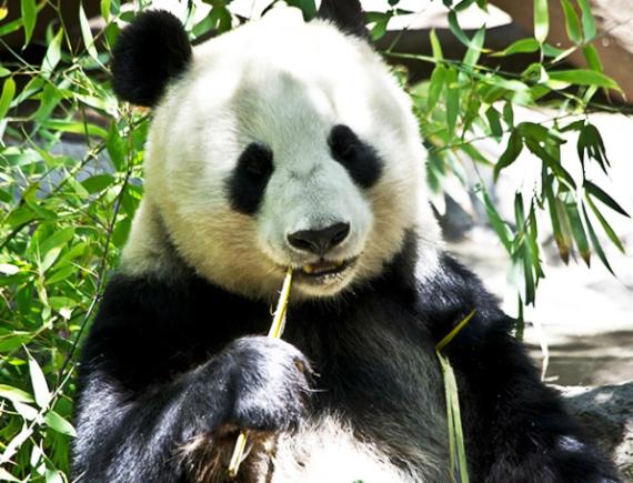 Fotos del hotel Tokyo Inn Sakura An:  4