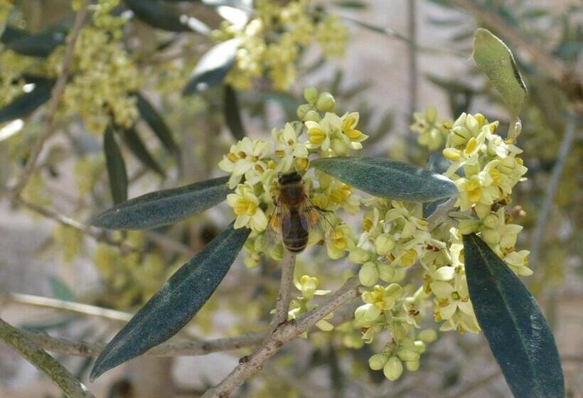 مبيت وإفطار Le Mas Des Loges   Les Vans / Chambonas