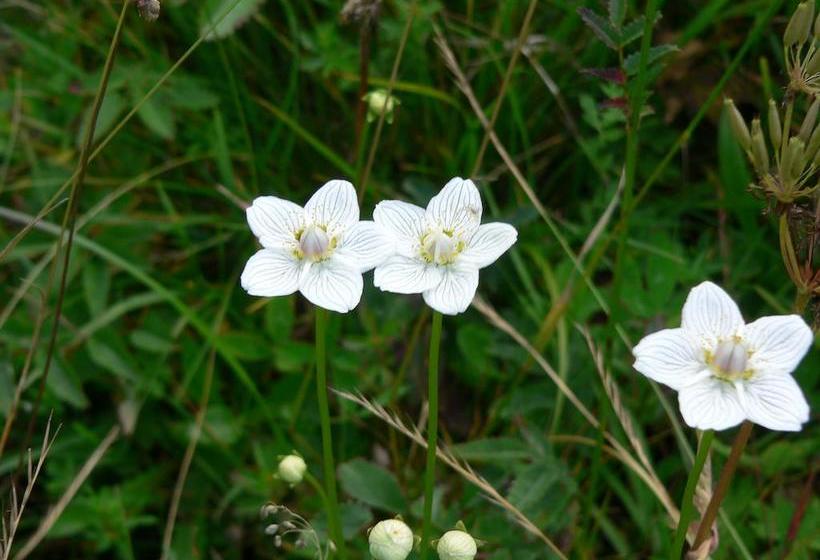 בית מלון כפרי Les Chalets Hôtel De La Croix Fry
