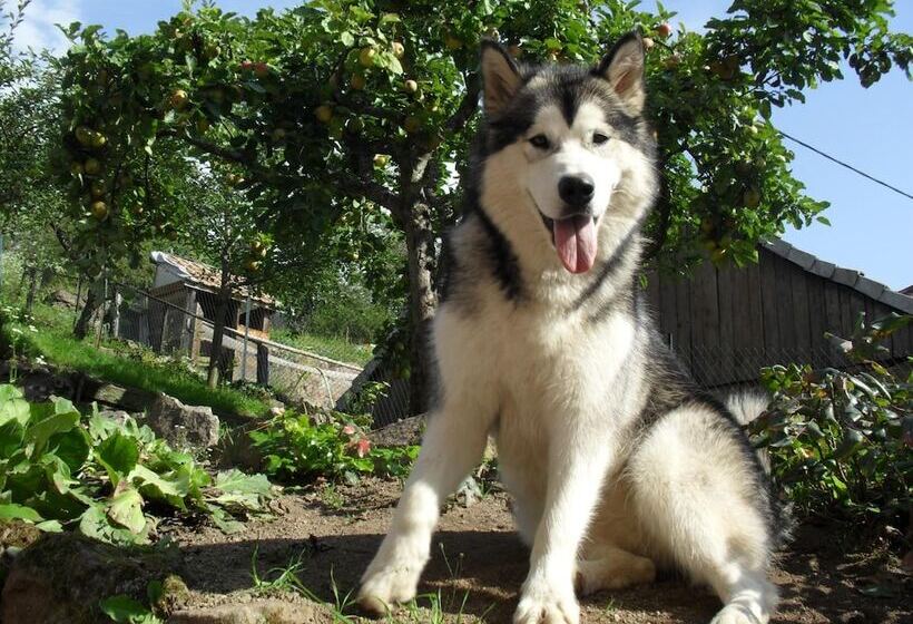酒店 Hôtel Du Haut Koenigsbourg  Entre Vignes Et Château