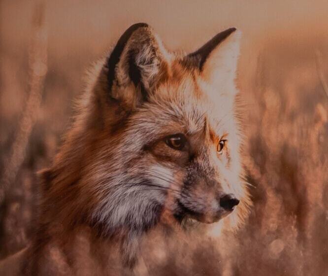 هتل Fuchs Life Style Mit Night Life