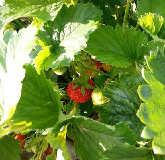 민박 Ternhill Farm House   5 Star Guest Accommodation With Optional Award Winning Breakfast