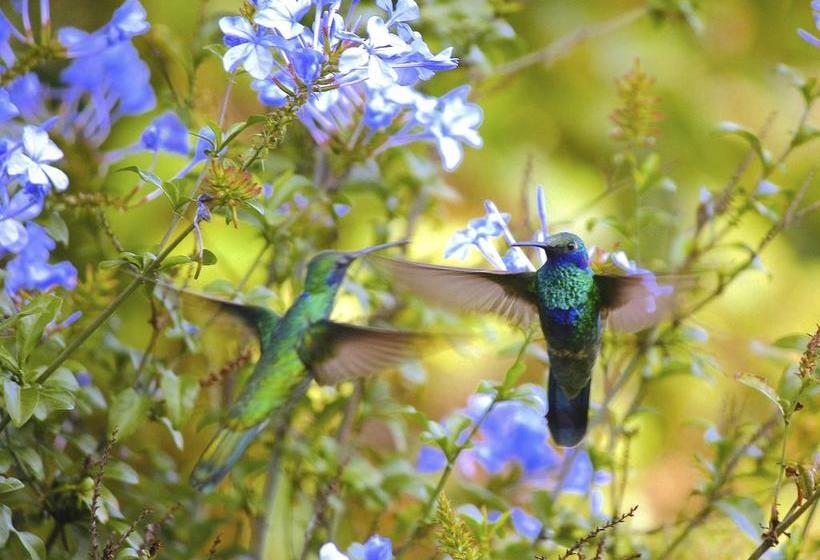 هتل Hosteria Cananvalle