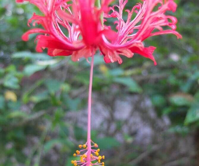 هتل Le Jardin Maore