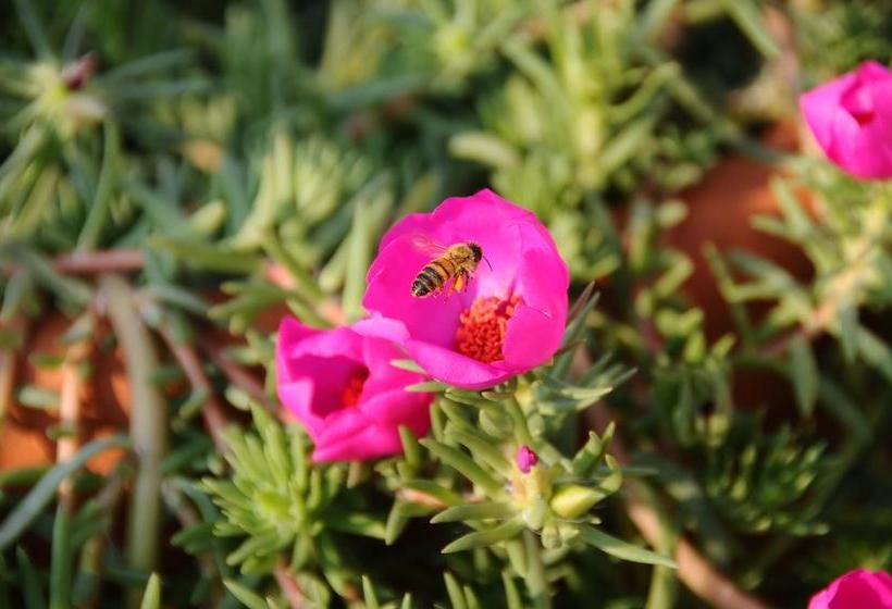 ホテル Residence La Cycas