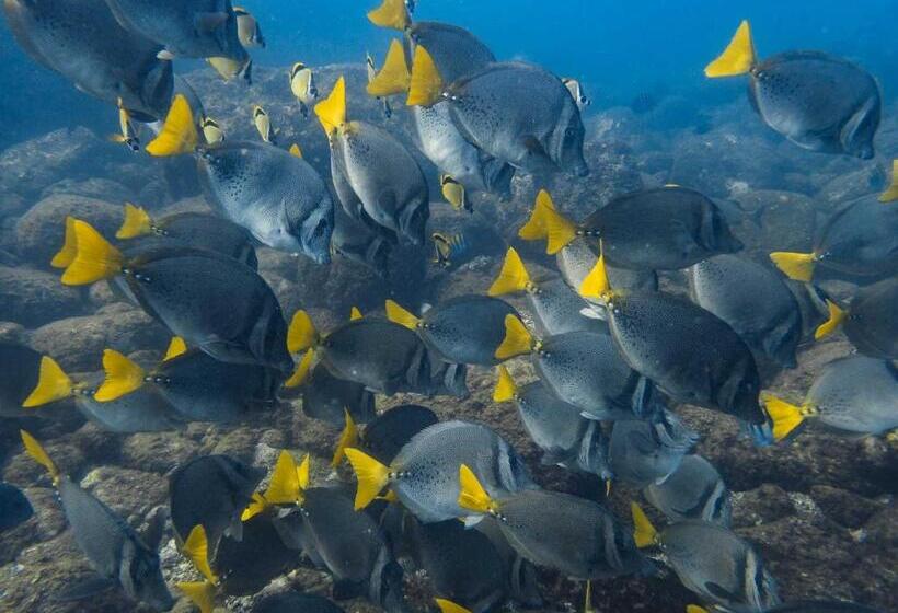 هتل Sealion Dive Center