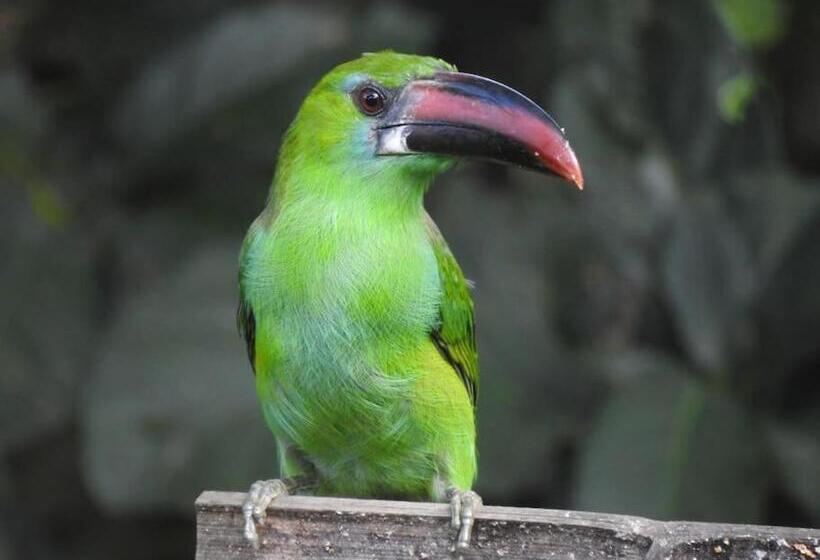 تختخواب و صبحانه Cabaña Privada