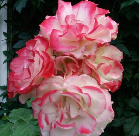 مبيت وإفطار Chez Les Dom’s