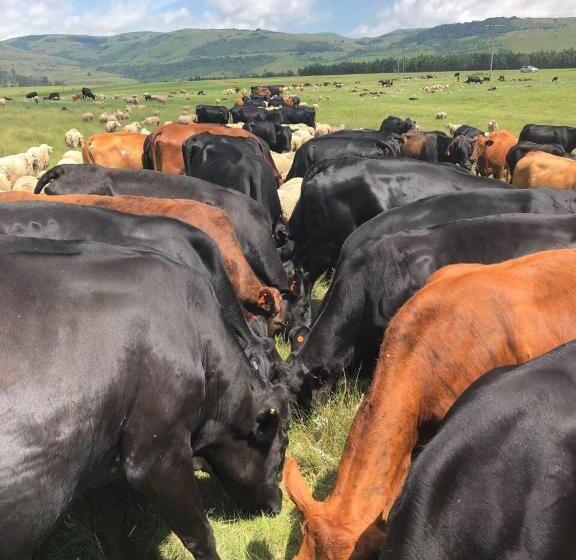 בית מלון כפרי Luiperdkloof Trout Lodge