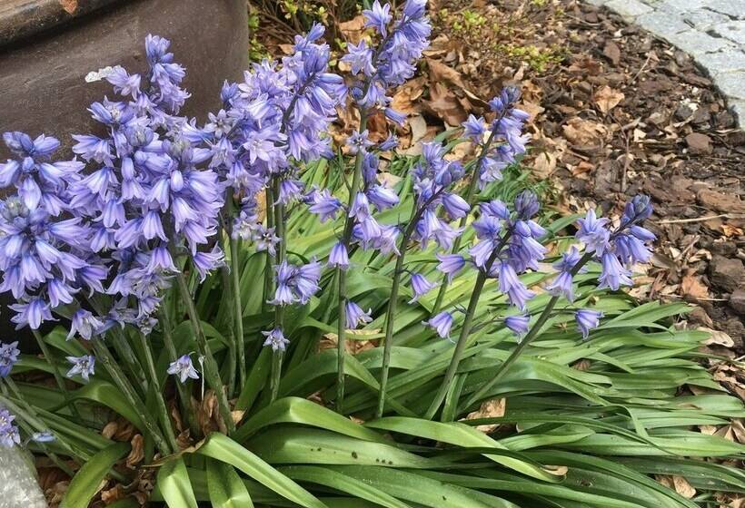 B&b Wisteria