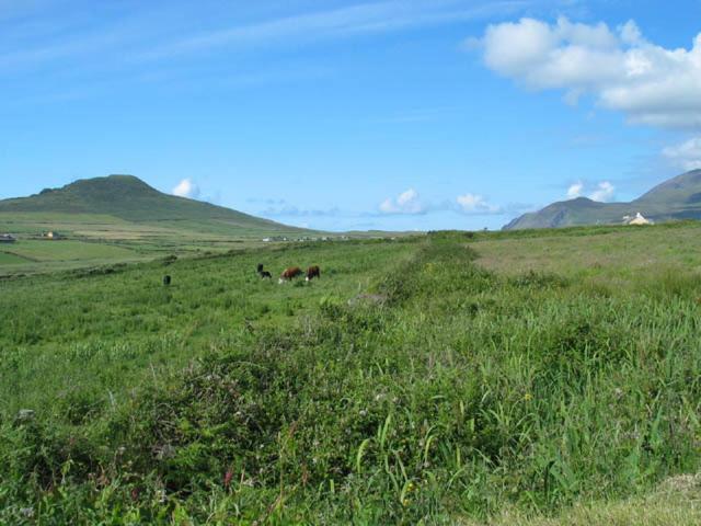 Coill An Rois B&b