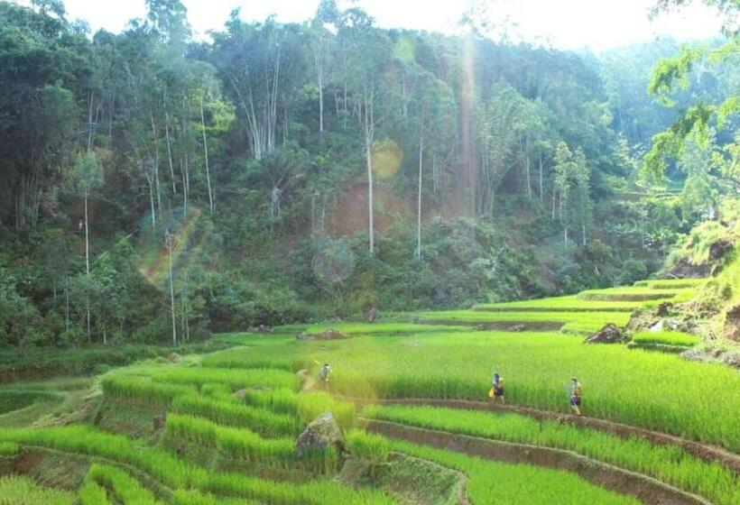 استراحتگاه Toraja Misiliana
