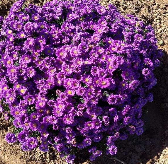 צימר Casa Svizzera Agriturismo