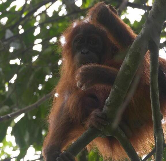 Пансион Bukit Lawang Backpacker Jungletrekking Only Booking With Us