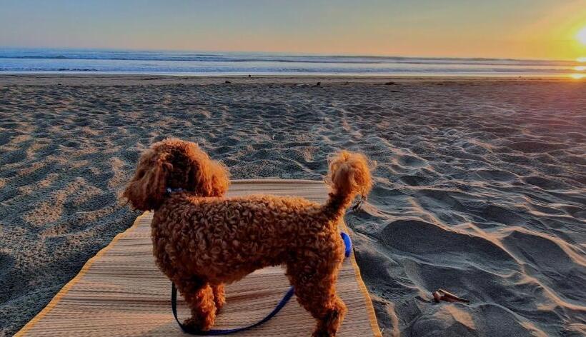 펜션 Oceanic Playa Matapalo