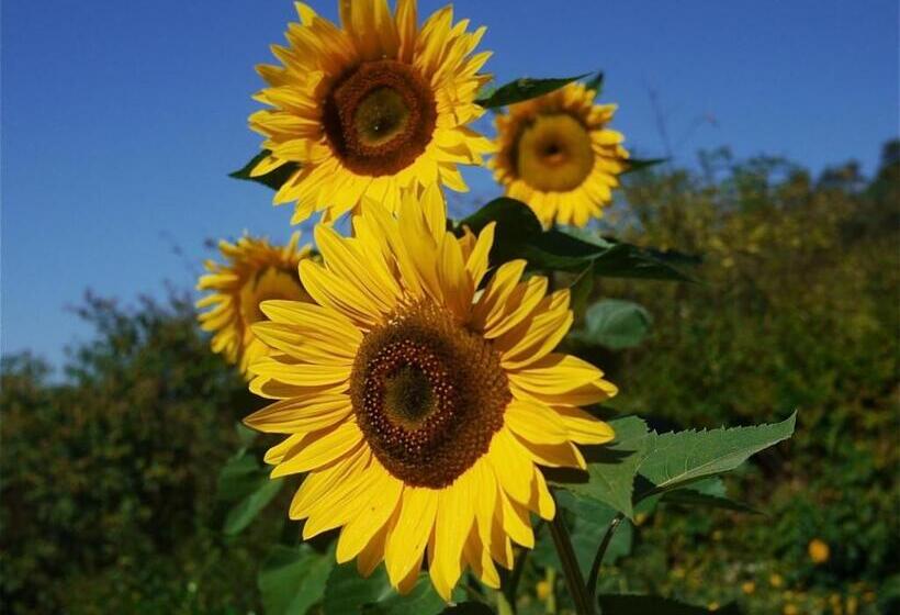 酒店 Bauernhof Unteres Feld