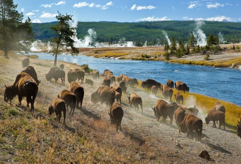 Buffalo Bliss