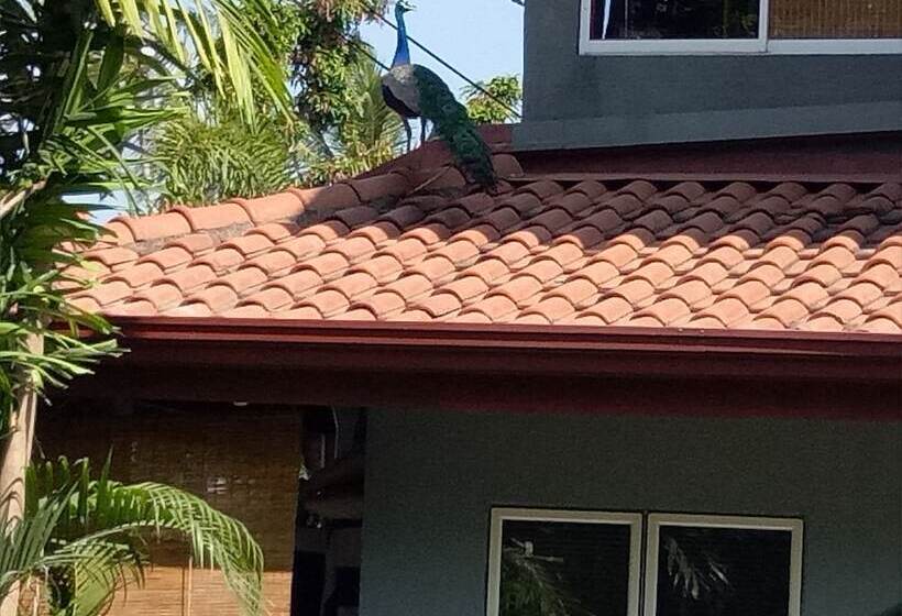 تختخواب و صبحانه Palms Villa