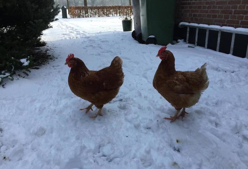 בית מלון כפרי Grotenend