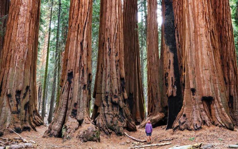 هتل Autocamp Sequoia