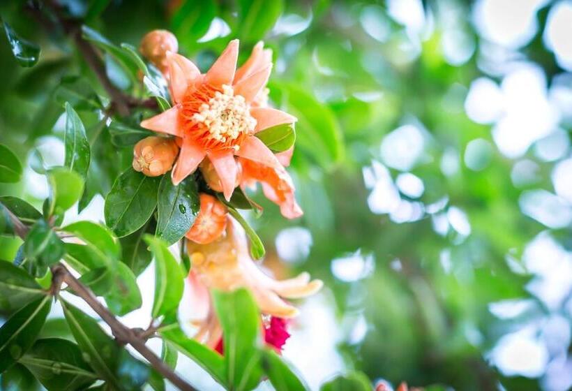 تختخواب و صبحانه Mandarinoarancio