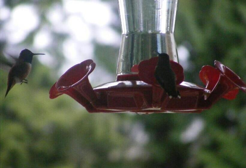 مبيت وإفطار Hummingbird Guesthouse