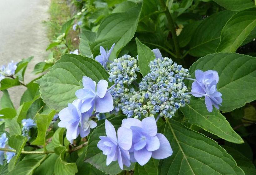 ريوكان Yumenoyu